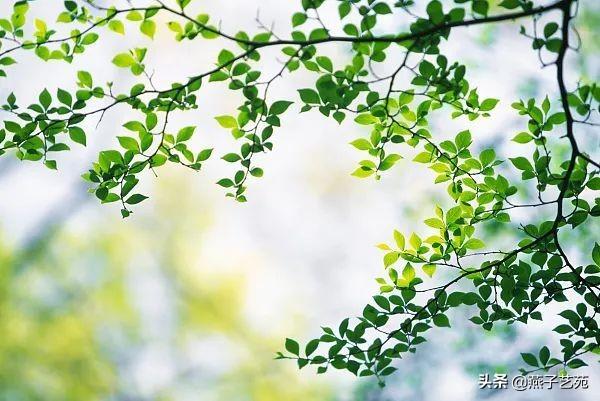 关于立春的经典诗，关于立春的经典古诗（开启诗情画意的一年）