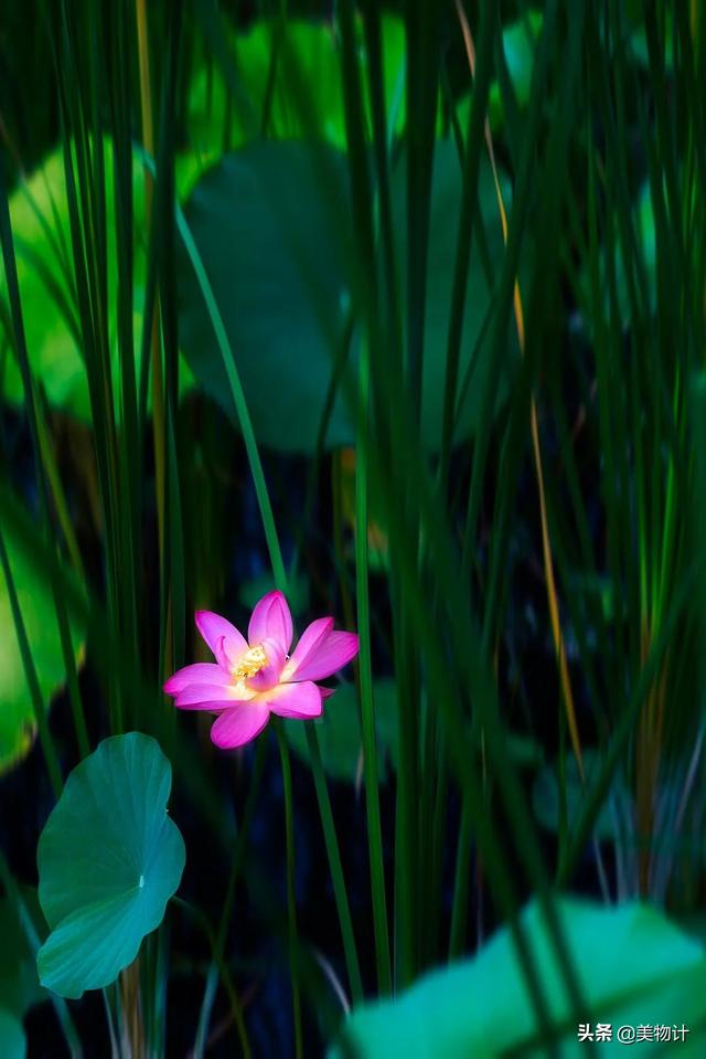 书卷气是怎样一种气质，书卷气是什么气质（做一个有书卷气的女人）