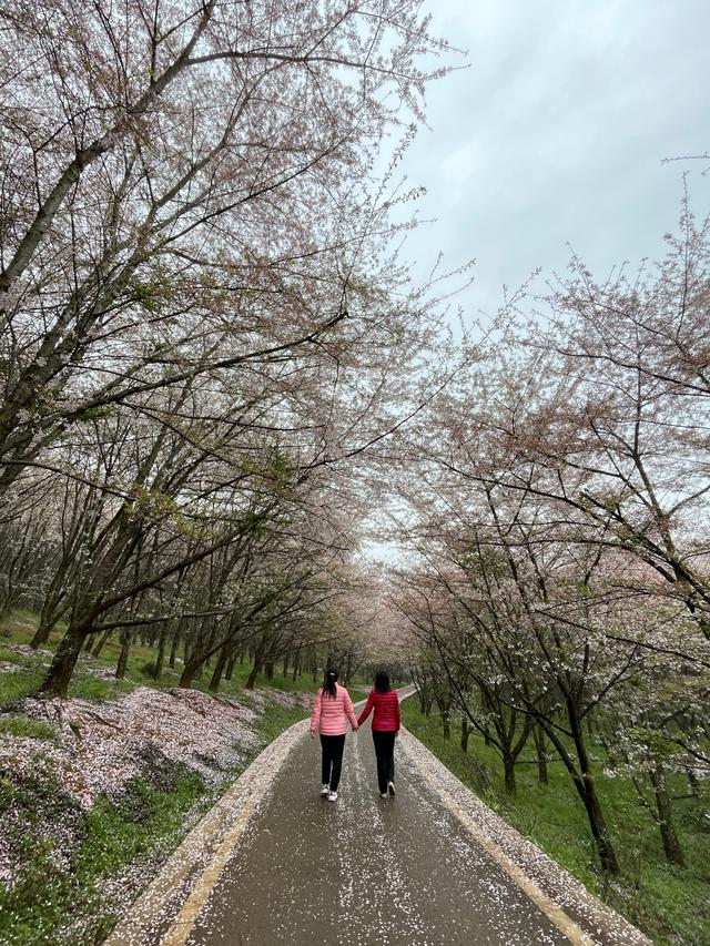 贵州平坝的樱花开到什么时候，贵州贵阳：平坝樱花灿烂盛开