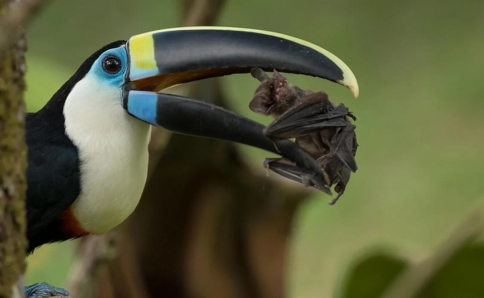 動物圖片鳥類,罕見的40張照片-生肖-榮耀易學