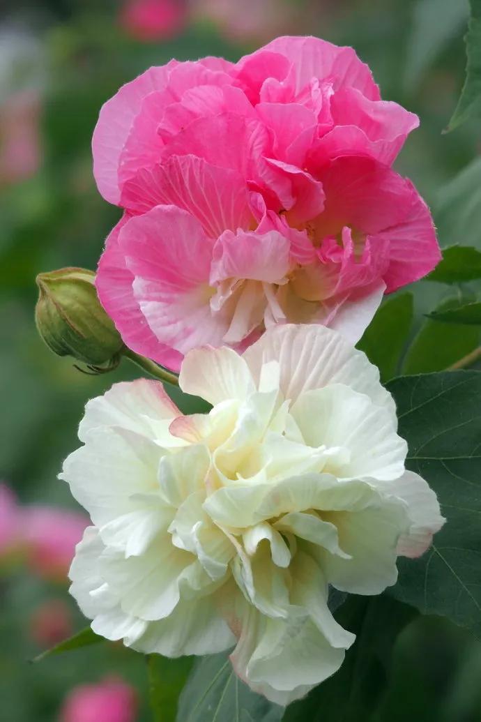 芙蓉花语,芙蓉花花语知多少(芙蓉花语的真谛)