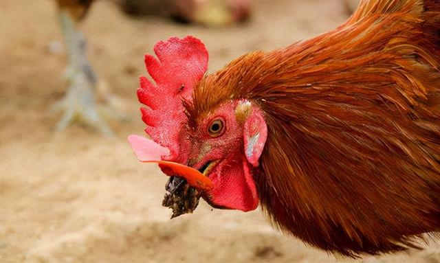 10000米长的蜈蚣，五种不死虫（澳60米地下惊现1306条腿“千足虫”）