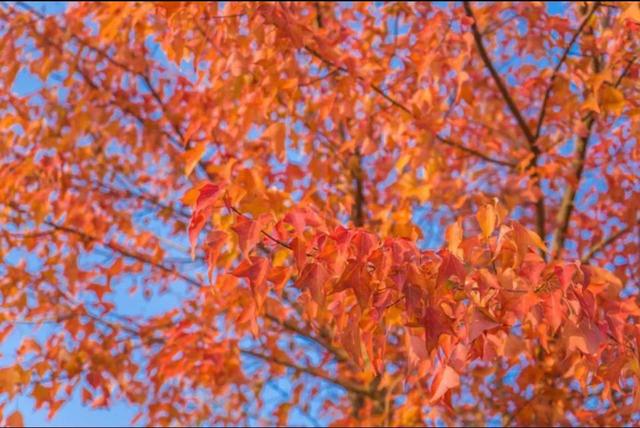 金色枫叶什么意思，金色枫林是什么意思（唯美枫叶诗句、枫叶图片、以及枫叶的寓意）