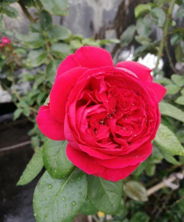 必养九种月季，值得入手的月季清单