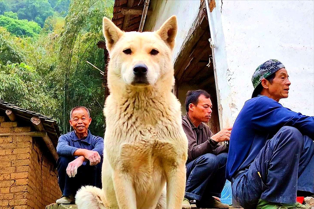 中华田园犬为什么禁养，中华田园犬为什么禁养真的假的（中华田园犬为什么禁养真的假的）