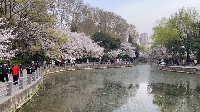 郑州周边免费景点，郑州最近免费旅游景点大全（不出郑州的8个赏花遛娃地）