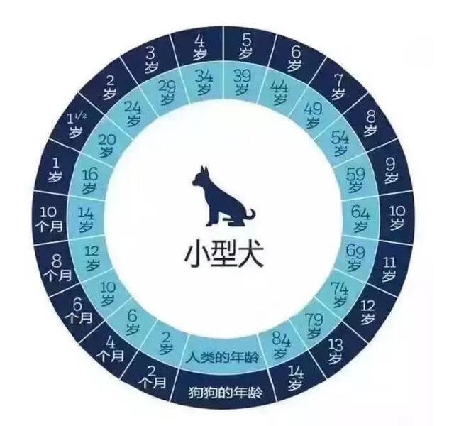 蝴蝶寿命最多有多长时间，有这六个特征的它