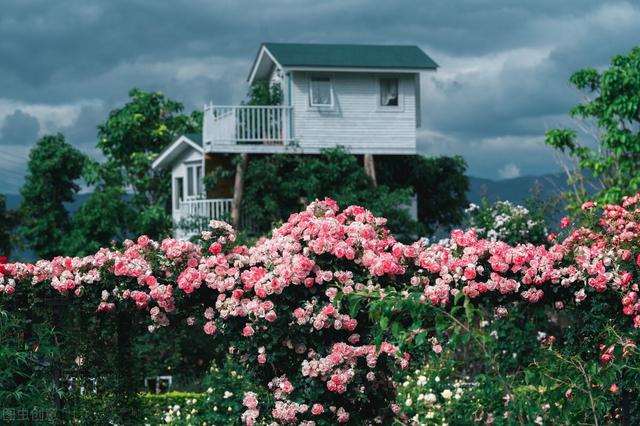 一年四季都开花的月季品种，复花能力超好的6种藤本月季