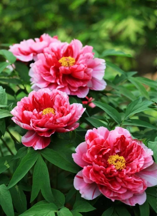 夸赞女人漂亮的句子，夸女人的美言佳句（女人如花，绚烂绽放，活出精彩）