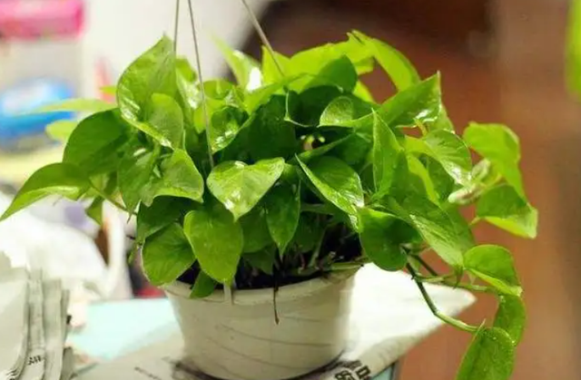 花的叶子发黄是怎么回事，茉莉花的叶子发黄是怎么回事（植物黄叶有七个原因）