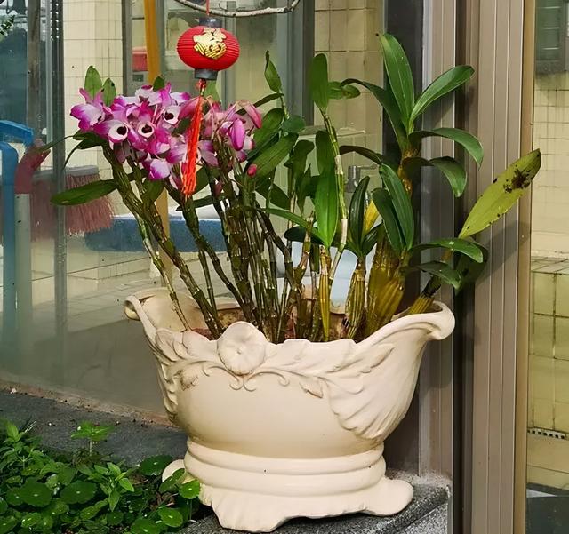 草石斛的功效与作用，石斛：生津益胃、滋阴清热