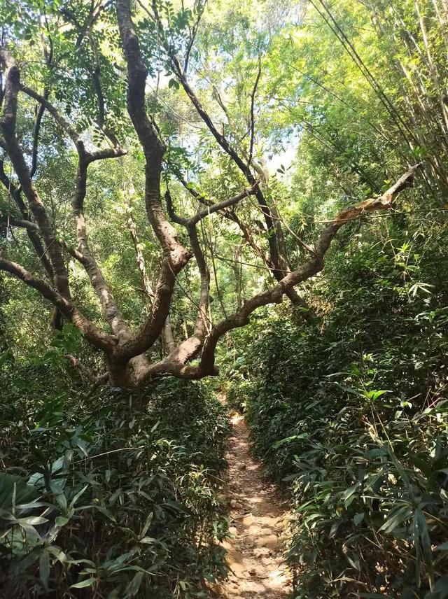 龙眼洞森林公园，广州龙洞森林公园介绍（广州徒步之渔龙线……）