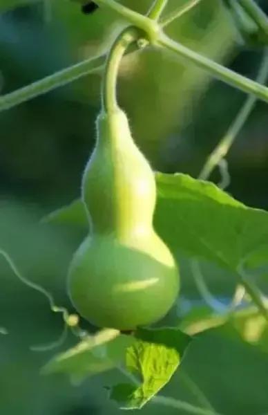 又是一组绿色图片，绿色绿色的图片（分享图片—绿色葫芦壁纸）