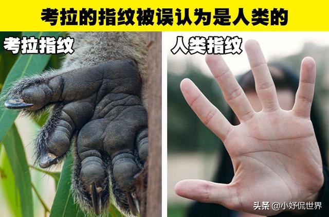 生物的冷知识，生物冷知识及其原因（你可能没有在生物课上学过的9个有趣事实）