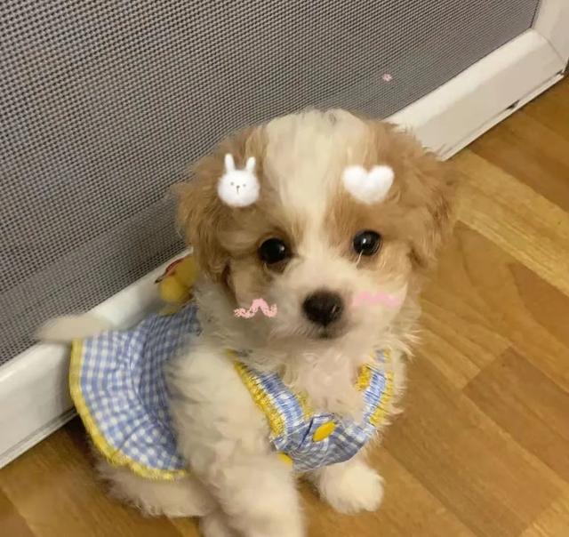 狗狗肠胃炎症状，狗狗的肠胃炎死亡征兆（狗狗肠胃炎吃什么药最管用）