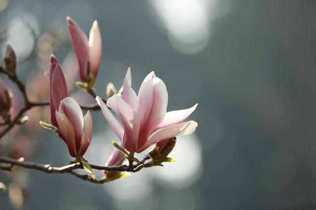 七月二十八是什么星座，农历七月十五日是什么星座（7月28日-8月3日星座运势）