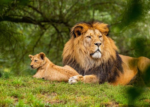 狗可以近亲繁殖吗，狗狗之间存在近亲繁殖吗（为何狗狗不仅会近亲繁殖）