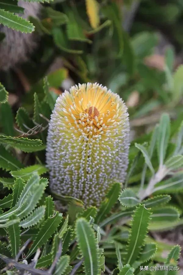 铁树开花的方法，铁树开花的方法有哪些（铁树开花了，也有芬芳的一天）