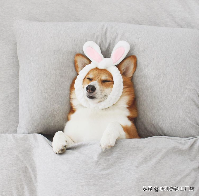 解锁睡觉全姿势!胖柯基困成一条法棍模样超萌,网:脖子消失之术 第6张