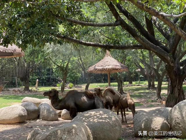 广州长隆好玩吗，广州长隆景区旅游攻略（我们去过最好玩的动物园）