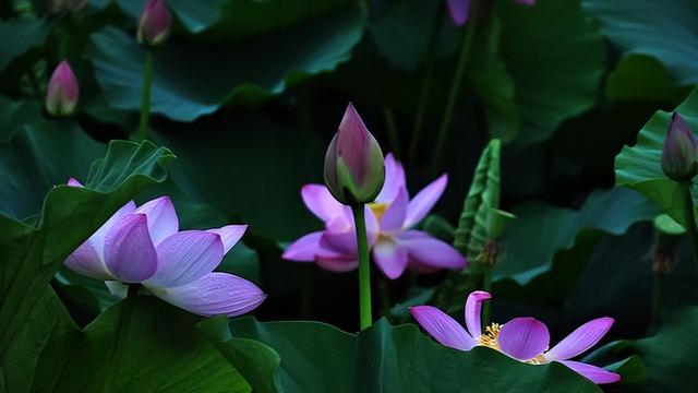 荷花的寓意和花语是什么，荷花的寓意和花语（莲花还有什么神奇含义）