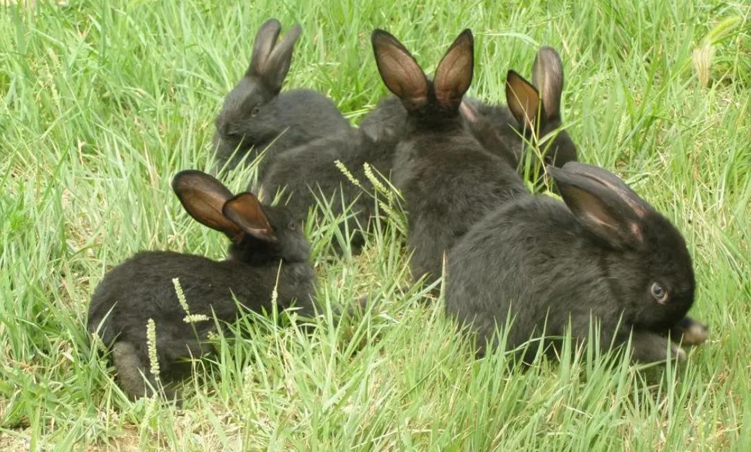 每年犯太岁的属相表,俗语说"黑兔逢两春-八字-荣耀易学