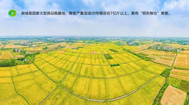 黄冈麻城市的发展前景，深圳记者眼中的麻城：湾区聚焦