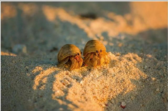 超市买的椰子怎么打开，买回来的椰子如何快速打开（勇猛的椰子蟹是怎样“徒手”开椰子的）