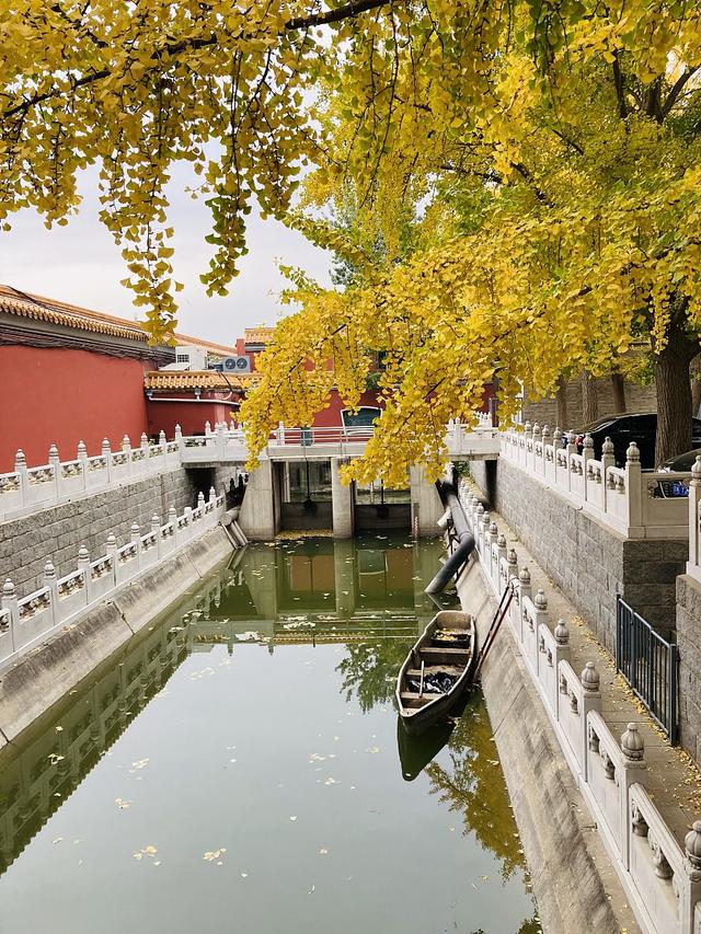 院里种什么树对风水好，农村院子里种什么树风水好