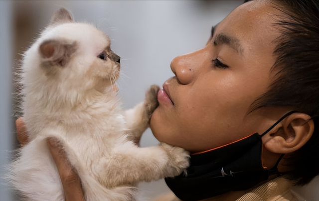 喵喵喵是什么梗，彩虹猫是什么梗（主人模仿猫咪“喵喵叫”时）