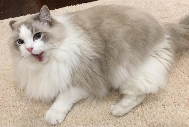 最不建议养的10种猫，这几种猫越养越心累