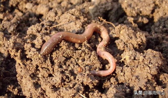地下森林里有哪些种类的植物和动物，地下森林里有哪些种类的植物和动物图片（12种最常见的可食用昆虫以及荒野生存中食用昆虫的安全提示）