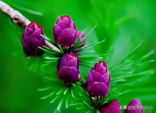 铁树开花的方法，铁树开花的方法有哪些（铁树开花了，也有芬芳的一天）