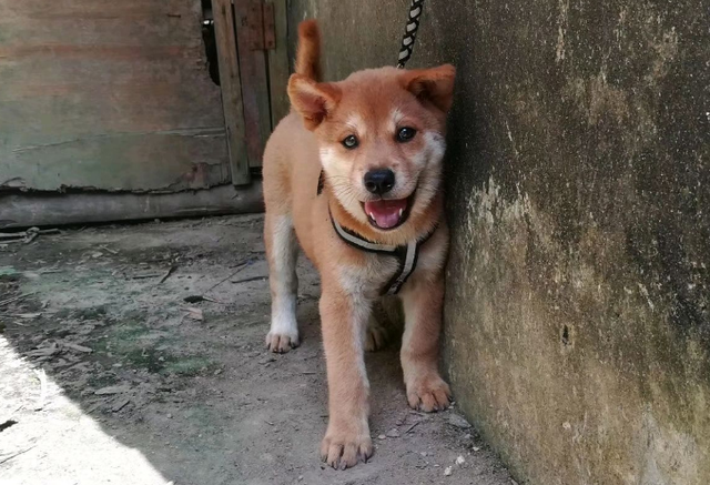 狗的品种图片名字大全，狗的品种大全及名称（原来中华田园犬也有那么多品种）
