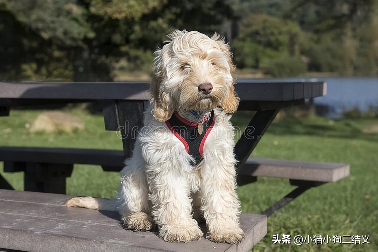 曲架犬价格是多少 曲卡犬的市场价格