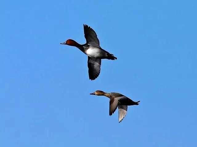 读书的好处优美句子，关于读书的优美句子（读书学习使人充实、自信、坚强）
