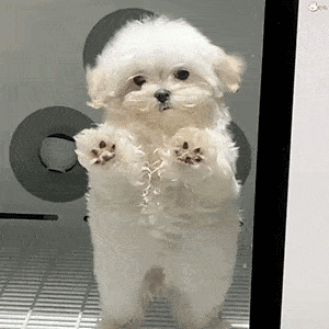 家庭适合养什么犬，十大最适合家庭养的宠物狗（9种最适合养的狗狗）