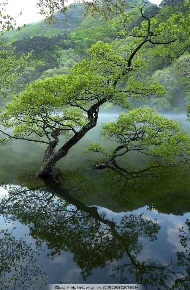 原始森林公園圖片,原始森林風景區(唯美圖片——原始森林風景欣賞)