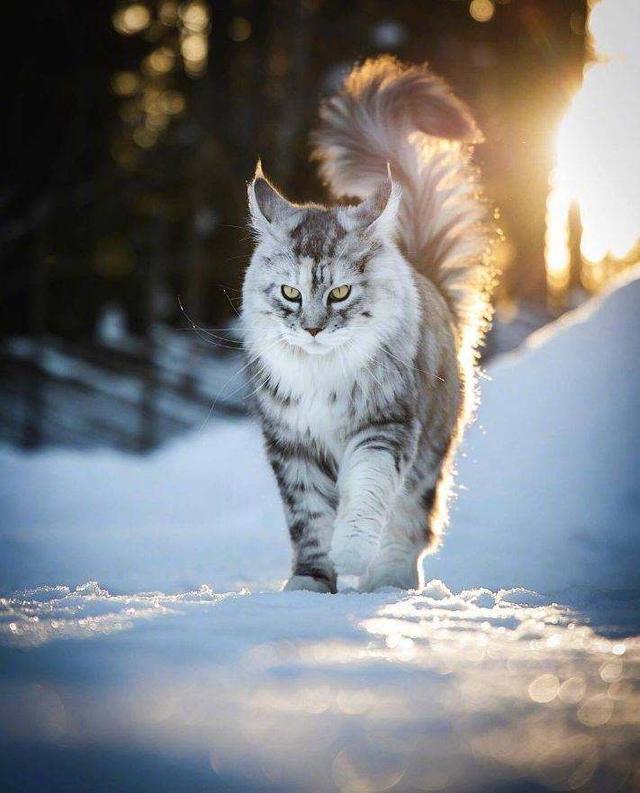 中国缅因猫多少钱一只(缅因猫为啥越来越多人养) - 价格百科