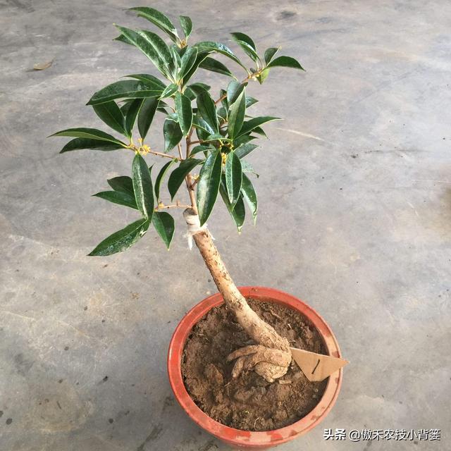 嫁接有哪两种方式，嫁接的方式有两种（桂花几月份嫁接）