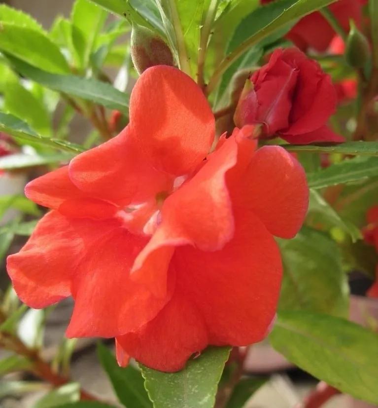 中国凤仙花图片,"指甲花"凤仙花正吐芳华