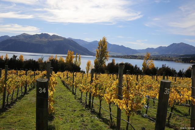 进口红酒品牌，优质红酒品牌（国产葡萄酒和进口品牌的差距为何这么大）