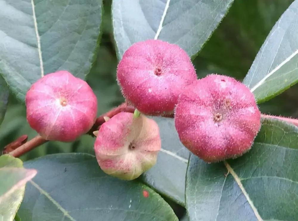 野算盘图片大全,民间俗称"野南瓜" - 玉三网