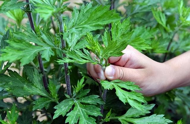 端午节大门口挂艾草有哪些讲究，牢记“3放2不放”传统规矩不能忘