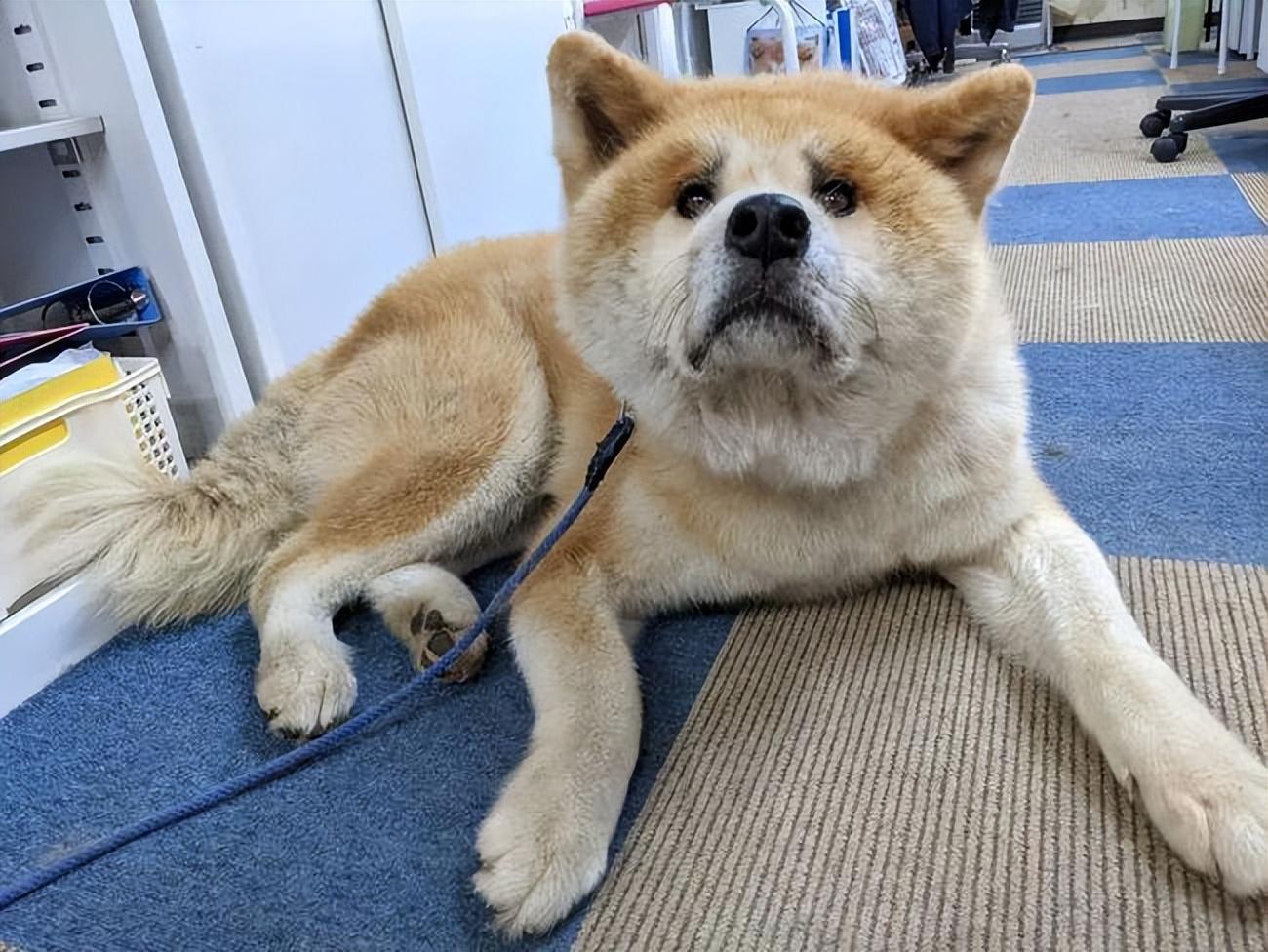 秋田犬为什么禁养(养柴犬的人都后悔了)