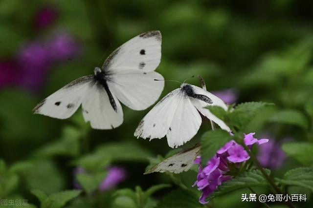 蝴蝶生活习性，蝴蝶王国（蝴蝶的生活环境和特点）