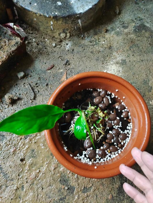 植物播种的方法，植物播种的方法有哪些（养花种菜的优质营养土比植物还贵）
