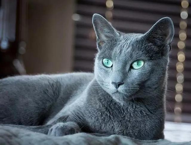 猫和老鼠里面的母猫现实品种，猫和老鼠中汤姆猫的原型究竟是什么品种