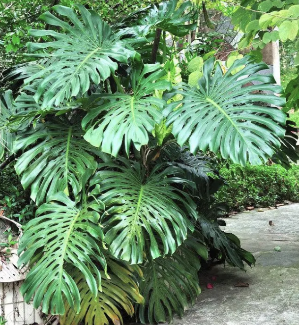 巴西木花语和寓意，巴西木开花的花语（养2盆镇宅、旺家）