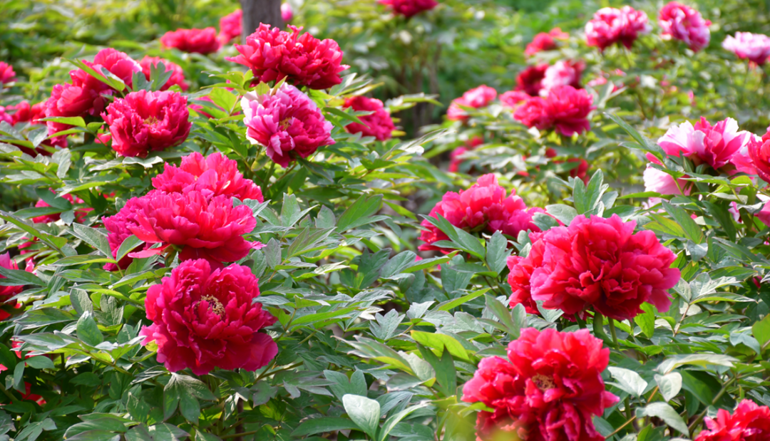 菏泽牡丹王惊艳全国,看过才知道什么是国色天香!